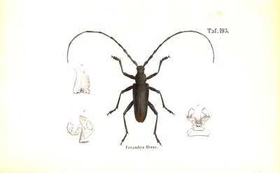  de J. W. Tenhaeff