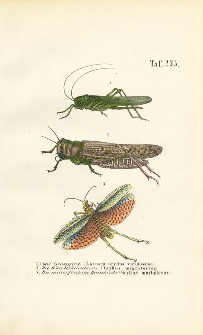  de J. W. Tenhaeff