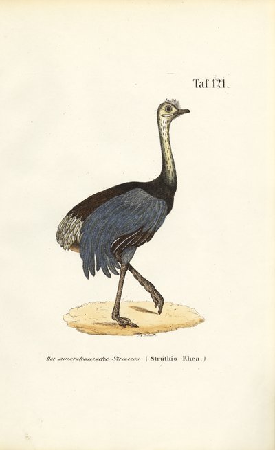  de J. W. Tenhaeff