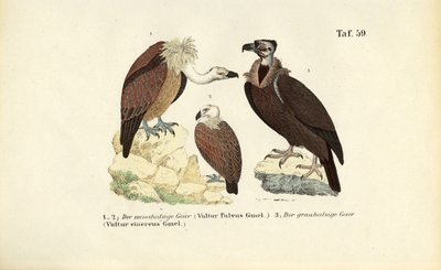  de J. W. Tenhaeff
