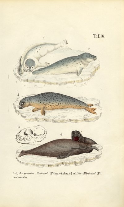  de J. W. Tenhaeff
