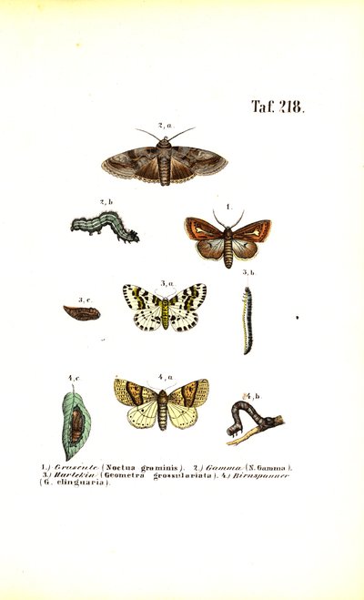  de J. W. Tenhaeff
