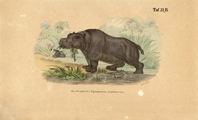  de J. W. Tenhaeff