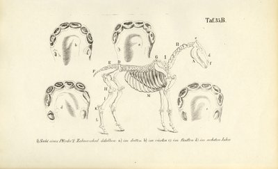 Anatomía del caballo: esqueleto y desarrollo dental de J. W. Tenhaeff