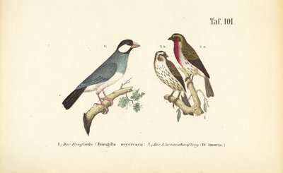  de J. W. Tenhaeff