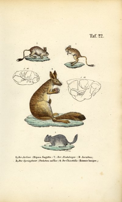  de J. W. Tenhaeff