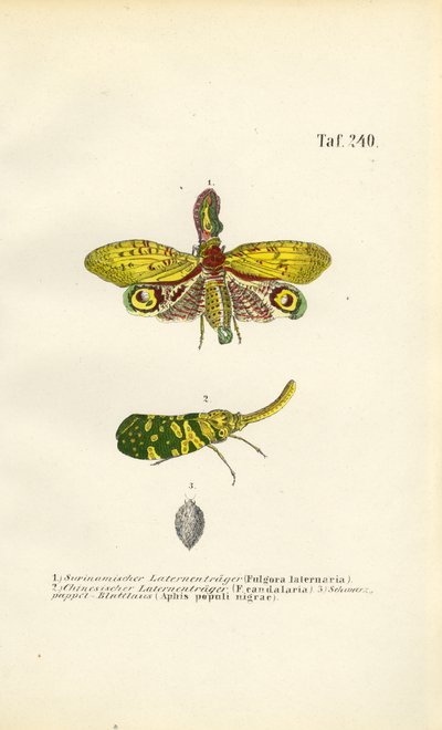  de J. W. Tenhaeff