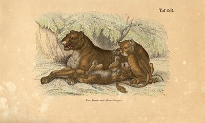  de J. W. Tenhaeff
