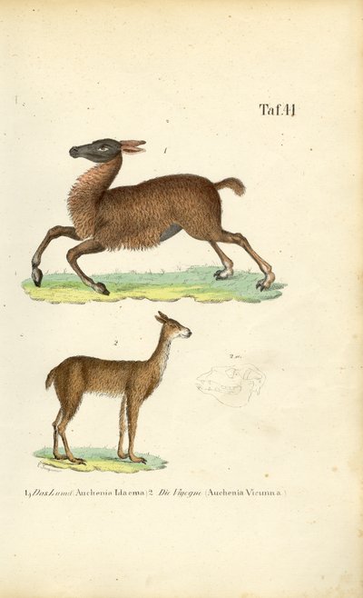  de J. W. Tenhaeff