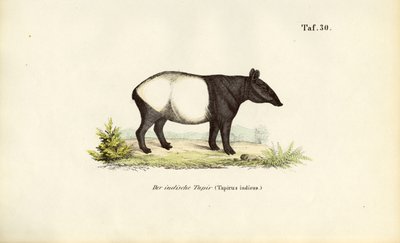 Tapir malayo de J. W. Tenhaeff