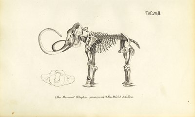  de J. W. Tenhaeff