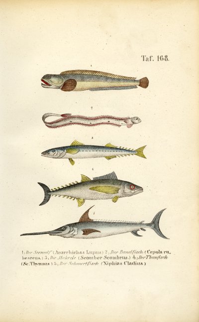  de J. W. Tenhaeff