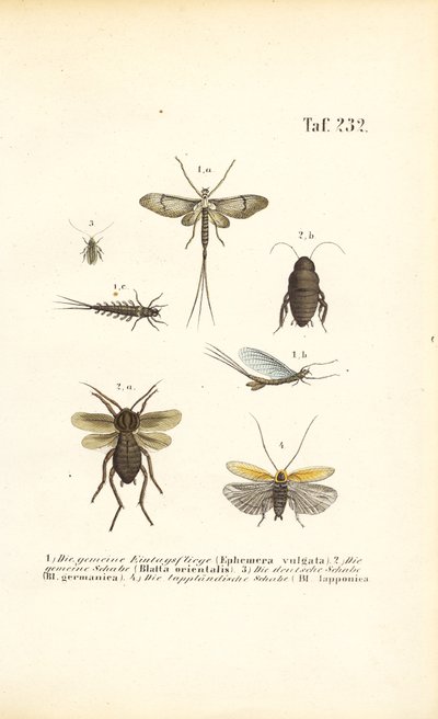  de J. W. Tenhaeff
