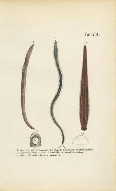  de J. W. Tenhaeff