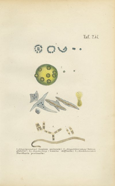  de J. W. Tenhaeff