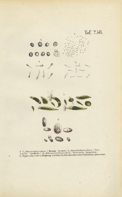  de J. W. Tenhaeff