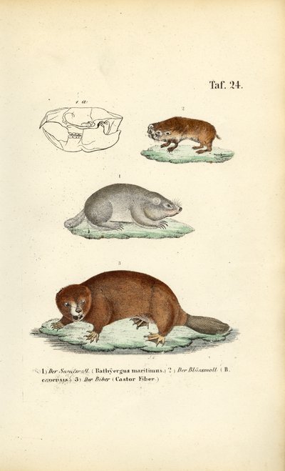 Ratas topo y castor de J. W. Tenhaeff