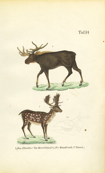  de J. W. Tenhaeff