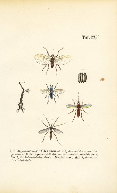 Los mosquitos y sus fases de desarrollo de J. W. Tenhaeff