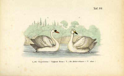  de J. W. Tenhaeff