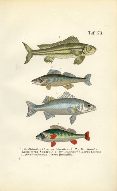  de J. W. Tenhaeff