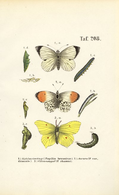 Mariposas autóctonas con sus fases de desarrollo de J. W. Tenhaeff