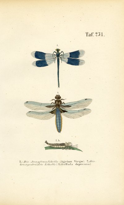  de J. W. Tenhaeff