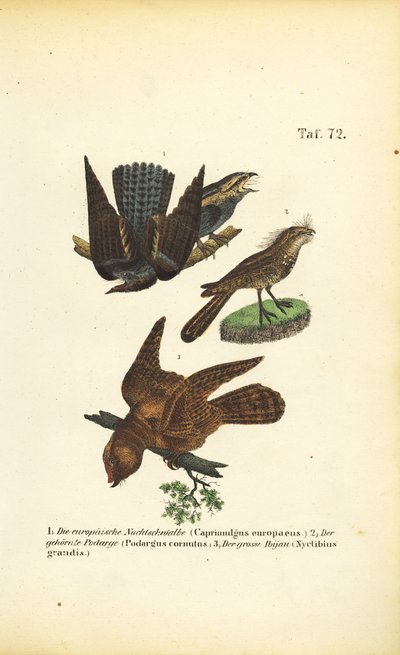 Chotacabras y especies afines de J. W. Tenhaeff