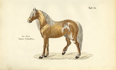  de J. W. Tenhaeff