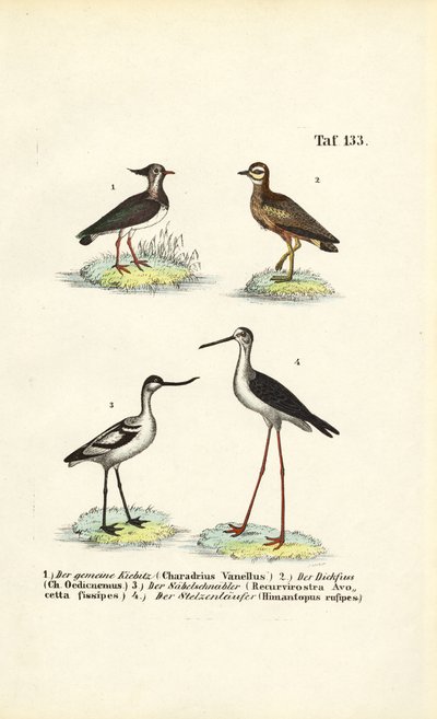  de J. W. Tenhaeff
