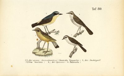 Collalba gris, Ruiseñor común y Ruiseñor zorzal de J. W. Tenhaeff