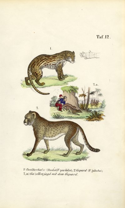  de J. W. Tenhaeff