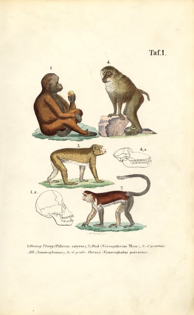 Monos del Viejo Mundo: Orangután, Macaco, Mono y Mandril de J. W. Tenhaeff