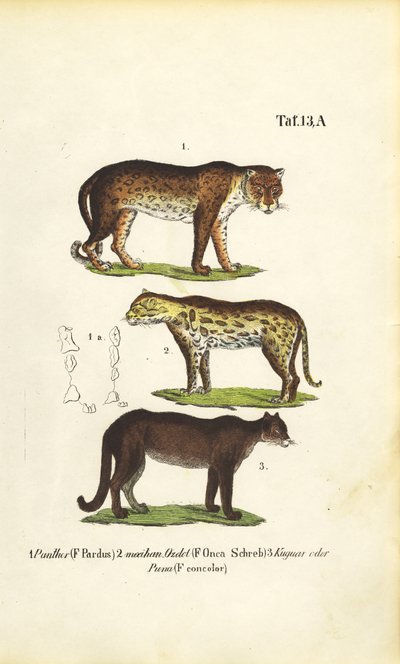  de J. W. Tenhaeff