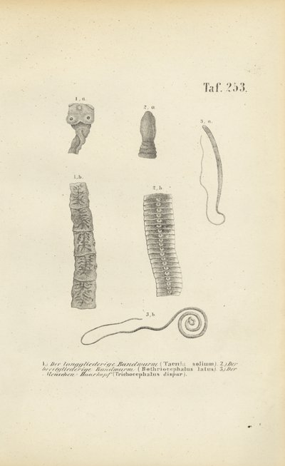  de J. W. Tenhaeff