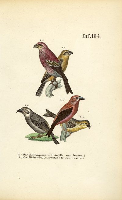  de J. W. Tenhaeff