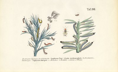 Larvas de mosca del pino y su desarrollo de J. W. Tenhaeff