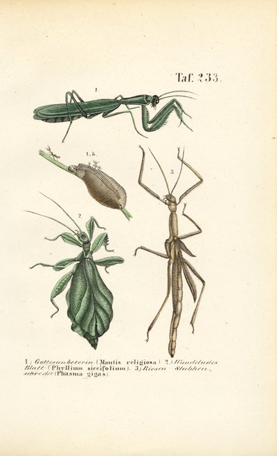 Mantis religiosas e insectos palo de J. W. Tenhaeff