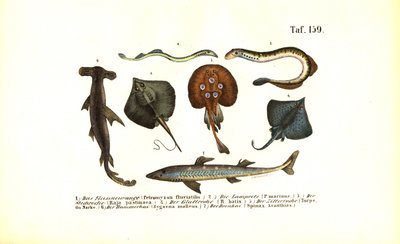  de J. W. Tenhaeff