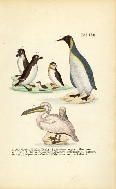  de J. W. Tenhaeff