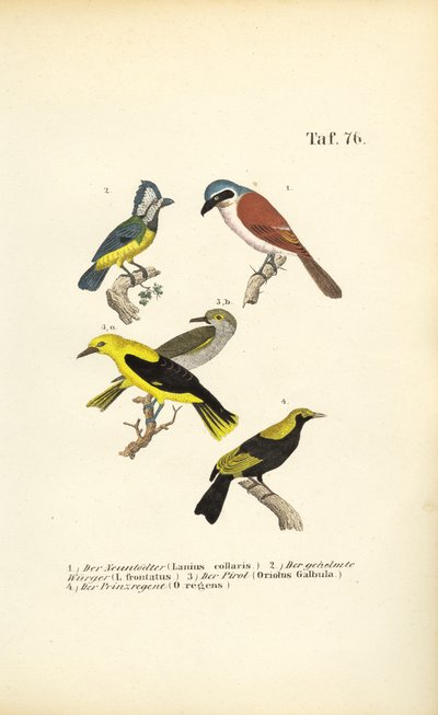  de J. W. Tenhaeff
