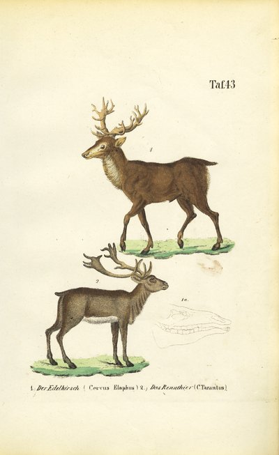  de J. W. Tenhaeff
