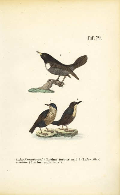  de J. W. Tenhaeff