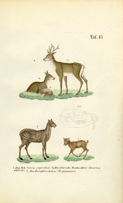  de J. W. Tenhaeff