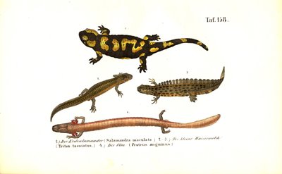 Salamandras y tritones en diversas formas de desarrollo de J. W. Tenhaeff