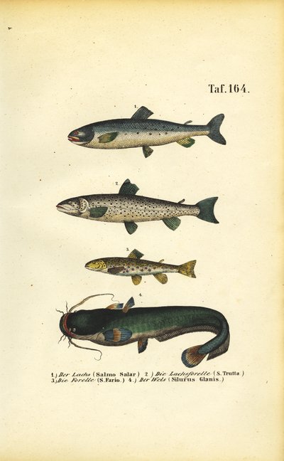  de J. W. Tenhaeff