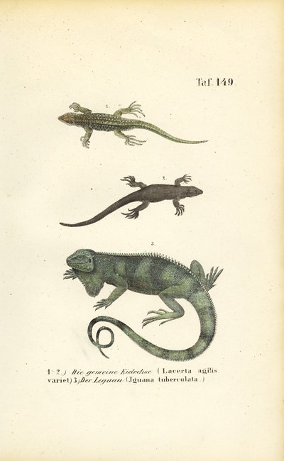  de J. W. Tenhaeff