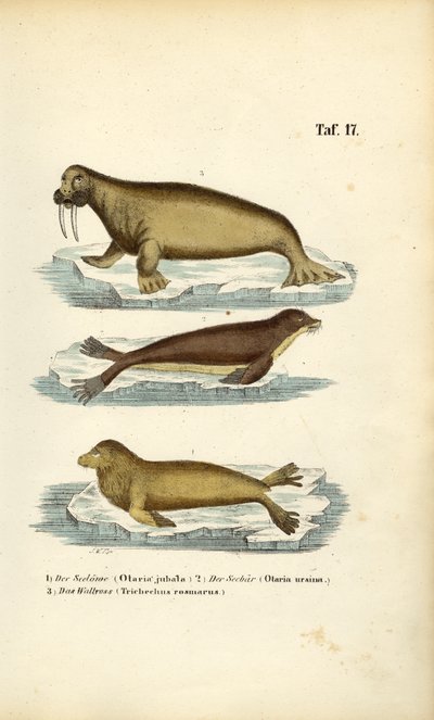 León marino, foca peletera y morsa de J. W. Tenhaeff