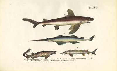  de J. W. Tenhaeff