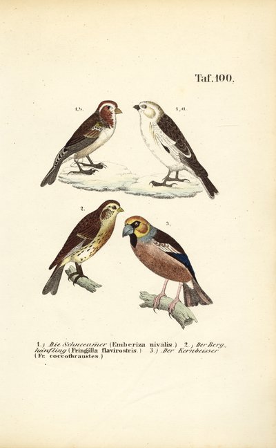  de J. W. Tenhaeff